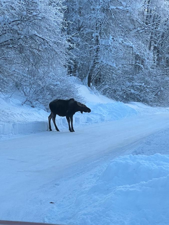 Alaskan Adventure Awaits! Eagle River Eksteriør billede